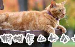 橘猫怎么分公母