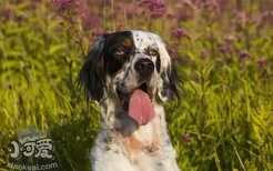 英格兰雪达犬毛发怎么修剪 英国雪达犬护理方法