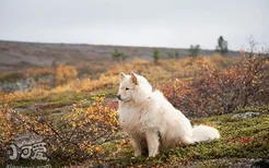 怎么训练芬兰拉普猎犬走路 芬兰拉普猎犬走路训练