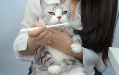 猫需要刷牙吗