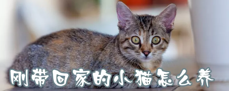 刚带回家的小猫怎么养