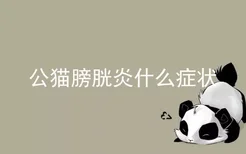 公猫膀胱炎什么症状