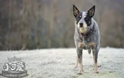 澳大利亚牧牛犬得犬瘟热症状介绍