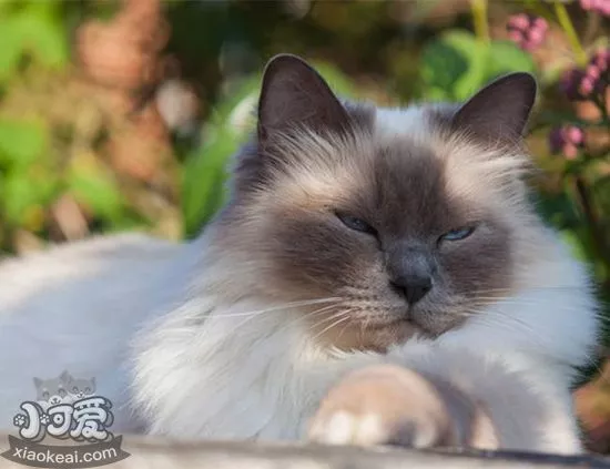 伯曼猫不能吃什么 伯曼猫的饮食禁忌