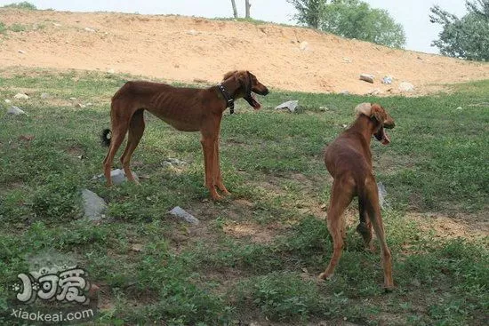 细犬怎么养 中国细犬饲养方法1