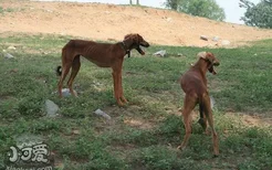 细犬怎么养 中国细犬饲养方法