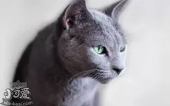 俄罗斯蓝猫没奶怎么办 俄罗斯蓝猫产后催乳的有效办法