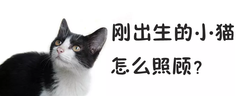 刚出生的小猫怎么照顾