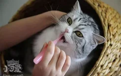 猫咪牙齿护理要注意什么 猫咪牙齿护理注意事项