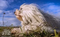 哈瓦那犬吃什么狗粮好 哈瓦那犬狗粮选择推荐