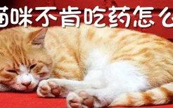 猫咪不肯吃药怎么办