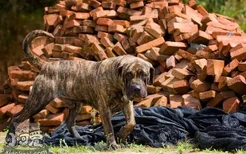 加纳利犬呕吐怎么办 西班牙加纳利犬呕吐处理方法