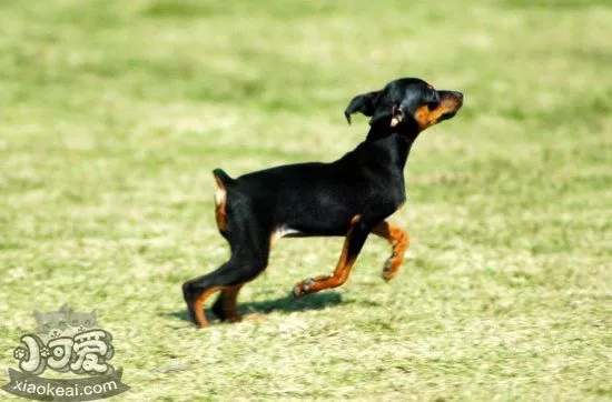 小鹿犬感冒吃什么药 迷你杜宾犬感冒用药介绍