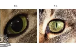 猫的瞳孔为什么会变 代表着什么