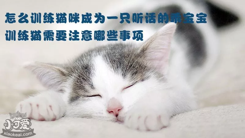 小可爱宠物网_猫咪训练_怎么训练猫咪成为一只听话的乖宝宝