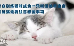 怎么训练猫咪成为一只听话的乖宝宝