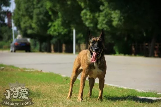 马里努阿犬坏习惯怎么纠正 马里努阿犬坏习惯纠正技巧1