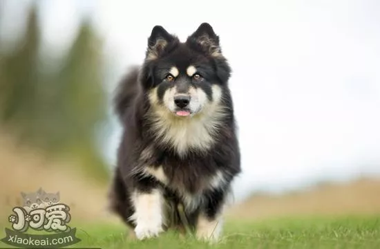 如何训练芬兰拉普猎犬握手 芬兰拉普猎犬握手训练方法