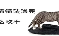 给猫猫洗澡完怎么吹干