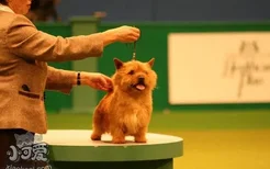罗威士梗如何训练 挪威梗幼犬训练技巧