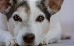 狗狗的蓝眼需要几天好 狗狗眼睛变蓝是为什么