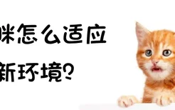 猫咪怎么适应新环境