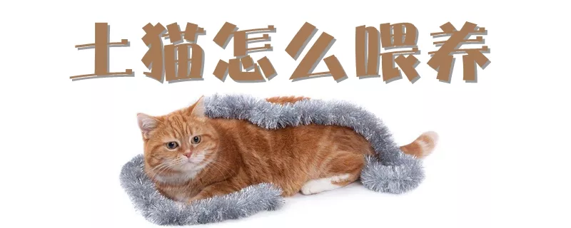 土猫怎么喂养