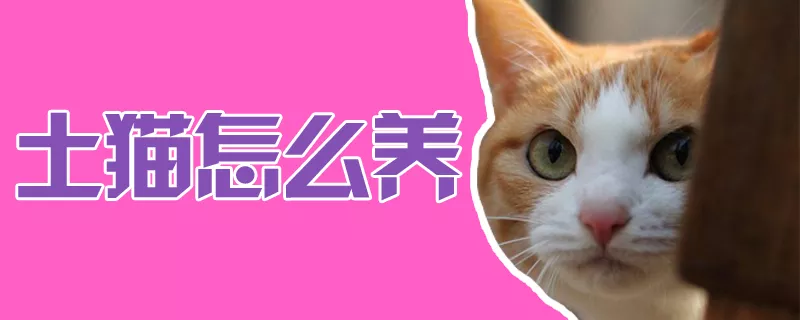 土猫怎么养