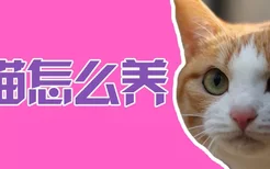 土猫怎么养