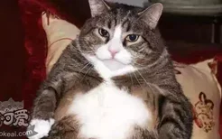 猫太胖了怎么办 做好这四点轻松减肥