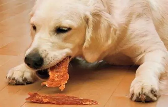 狗狗不能吃的东西 这20种食物你可别踩雷了！