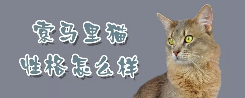 索马里猫性格怎么样