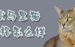 索马里猫性格怎么样