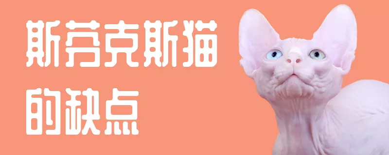 斯芬克斯猫的缺点