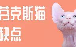 斯芬克斯猫的缺点