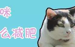 猫咪怎么减肥