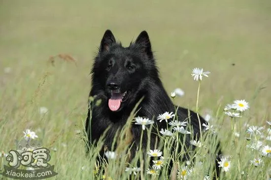 西帕基犬呕吐怎么办 西帕基犬呕吐不吃东西解决方法1