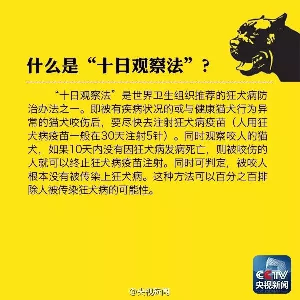 小猫挠破皮了用打针么 理性认识狂犬病