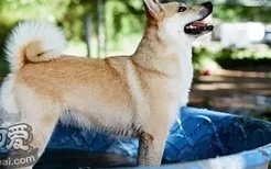 挪威布哈德犬患脓皮症怎么办 脓皮症治疗方法