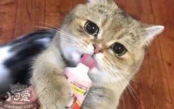 小猫怎么喂食 小猫猫粮要用水泡吗