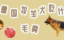 德国牧羊犬吃什么毛亮