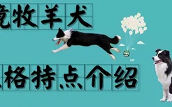 边境牧羊犬的性格特点是什么