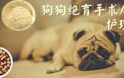 狗狗绝育手术后护理方法