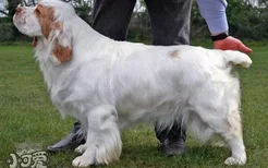 西班牙小猎犬休克怎么办 西班牙小猎犬休克治疗抢救方法