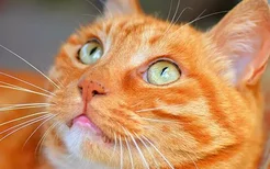 橘猫是母猫稀有吗 为什么橘猫大部分都是公猫？
