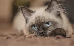 猫咪怎么表达情绪 猫咪表达情绪的方式有哪些