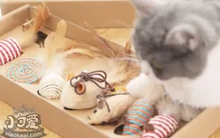 猫玩具怎么挑选 挑选猫玩具的注意事项