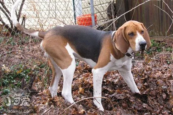 树丛浣熊猎犬皮肤病怎么预防 皮肤病预防方法