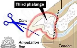 猫咪去爪手术 除爪手术是什么