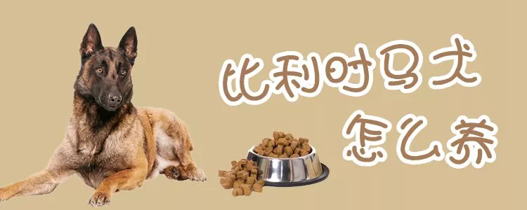 比利时马犬怎么养